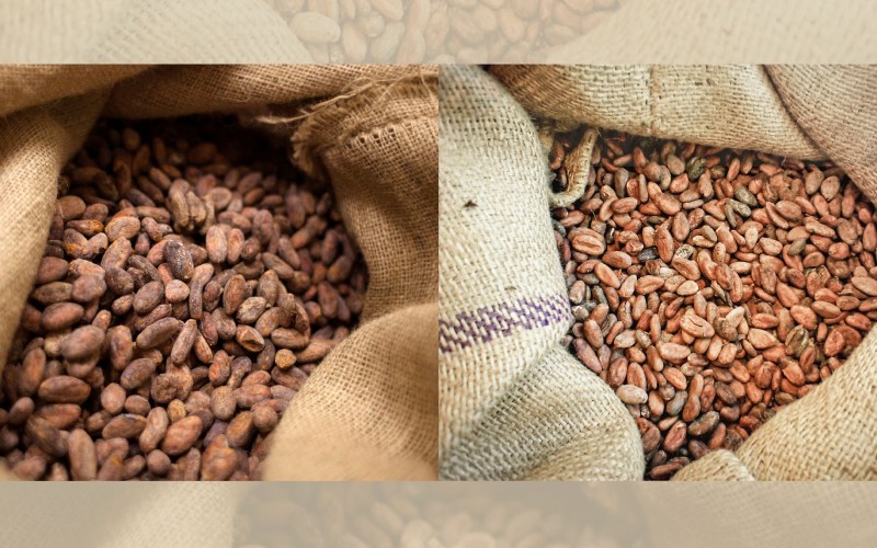 Using Jute Bags for Cocoa Beans: A Practical Choice